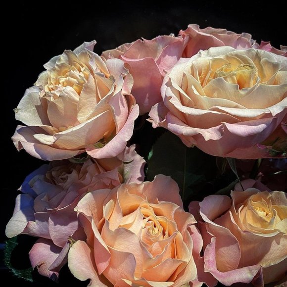 Meet your Posher, Amber - Picture 1 of 1